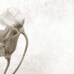 Кухонный фартук Цветы 069 МДФ матовый (3000) Flowers в Лысьве - lysva.mebel24.online | фото